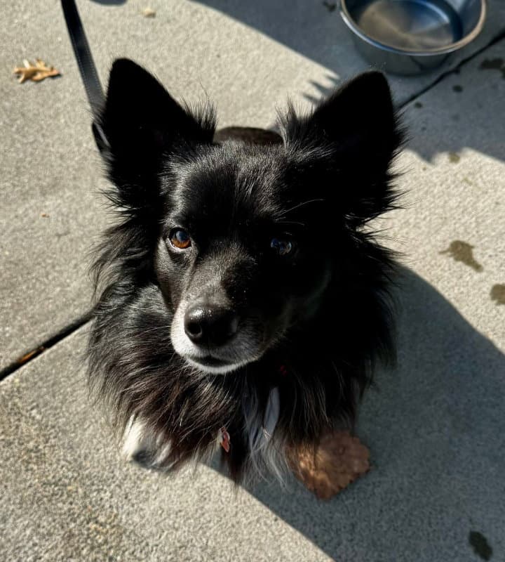 Snoopy Adopt Or Foster - Border Collie