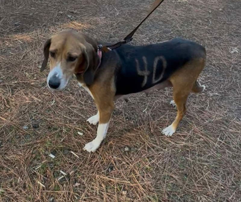 Dee Adopt - Hound