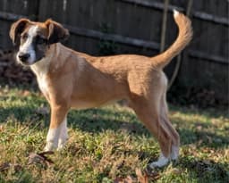 Jingle Adopt Or Foster image 3