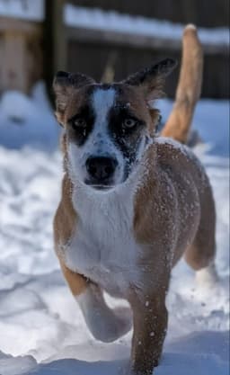 Jingle Adopt Or Foster image 4