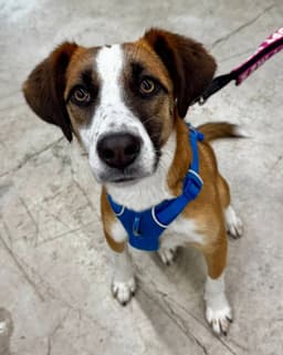 Jingle Adopt Or Foster image 2