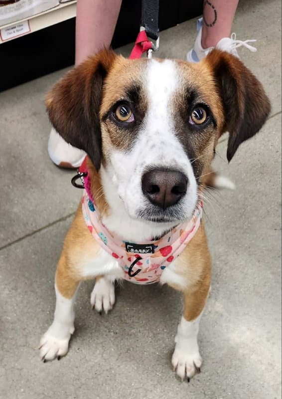 Jingle Adopt Or Foster - Hound