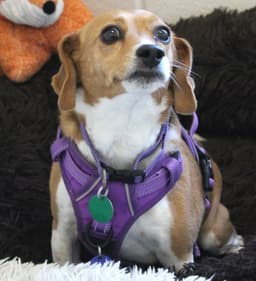 Callie Adopt Or Foster image 1