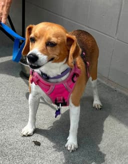 Callie Adopt Or Foster image 2
