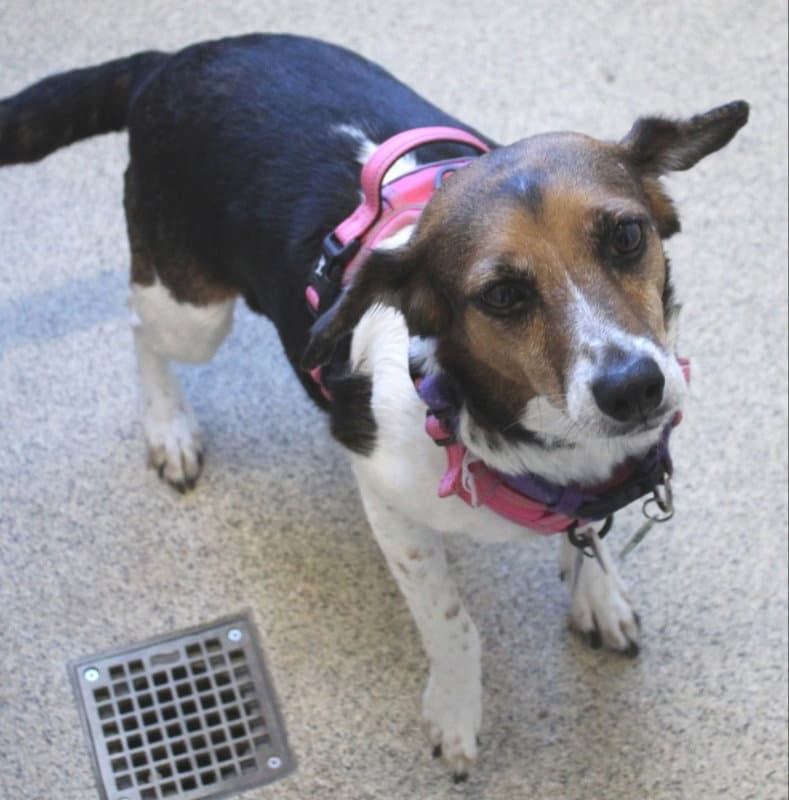 Anya Adopt Or Foster - Beagle