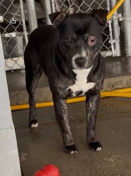 Lincoln Adopt Or Foster image 2