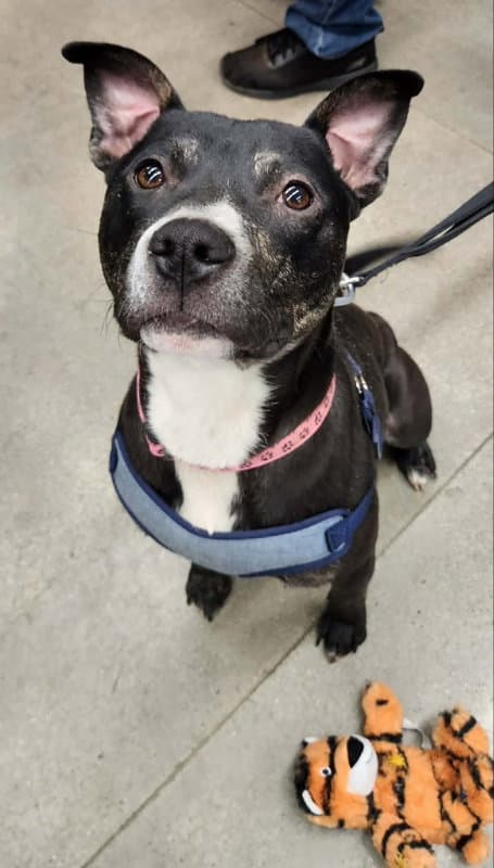 Lincoln Adopt Or Foster - Pit Bull Terrier