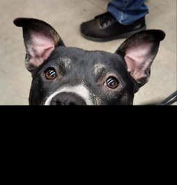 Lincoln Adopt Or Foster image 3