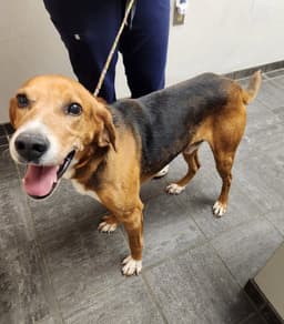 Ranger Adopt Or Foster image 1