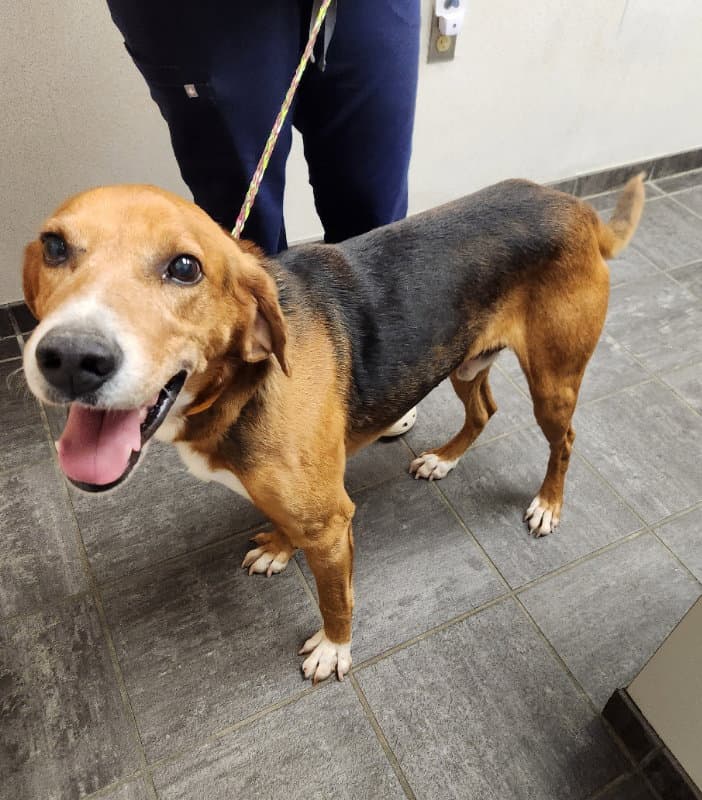 Ranger Adopt Or Foster - Treeing Walker Coonhound