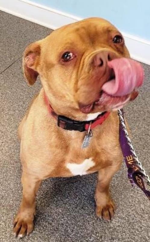 Drake Crosspost - Bulldog