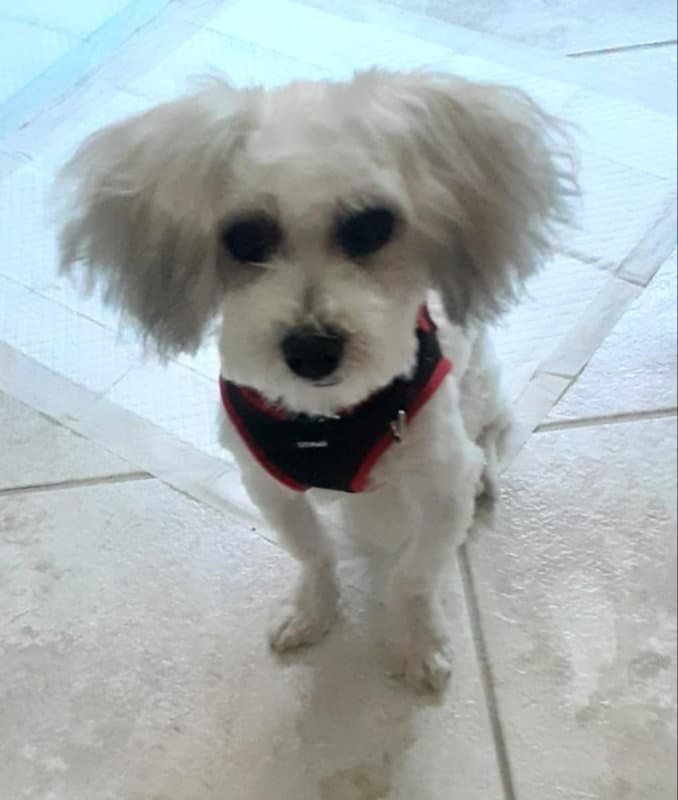Matty  Adopt - Maltese