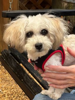 Matty  Adopt image 3
