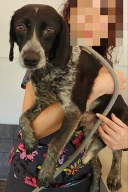 Ada Adopt Or Foster image 2