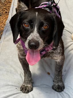 Ada Adopt Or Foster image 1