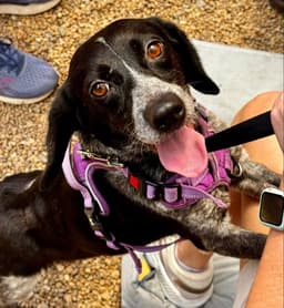 Ada Adopt Or Foster image 3
