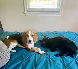 Lucy Adopt Or Foster image 2