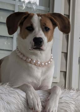 Tinsel Adopt Or Foster image 1