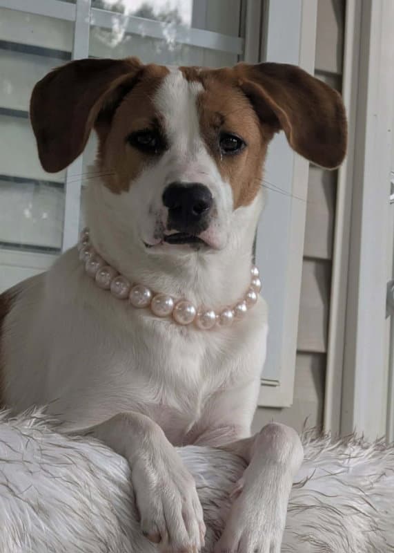 Tinsel Adopt Or Foster - Hound