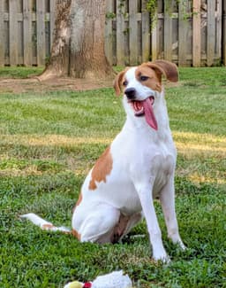 Tinsel Adopt Or Foster image 2