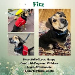 Fitz image 2