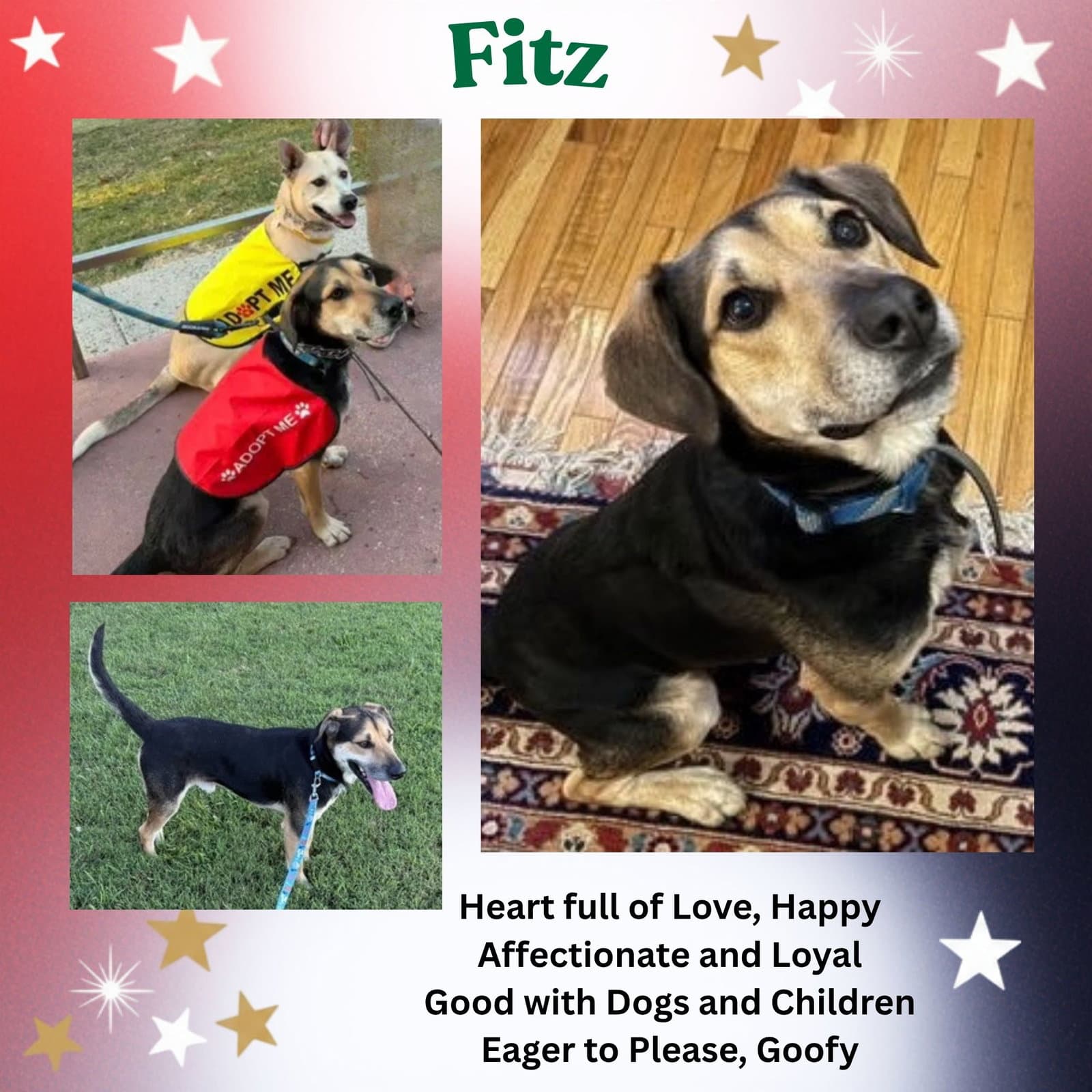 Fitz - German Shepherd Dog