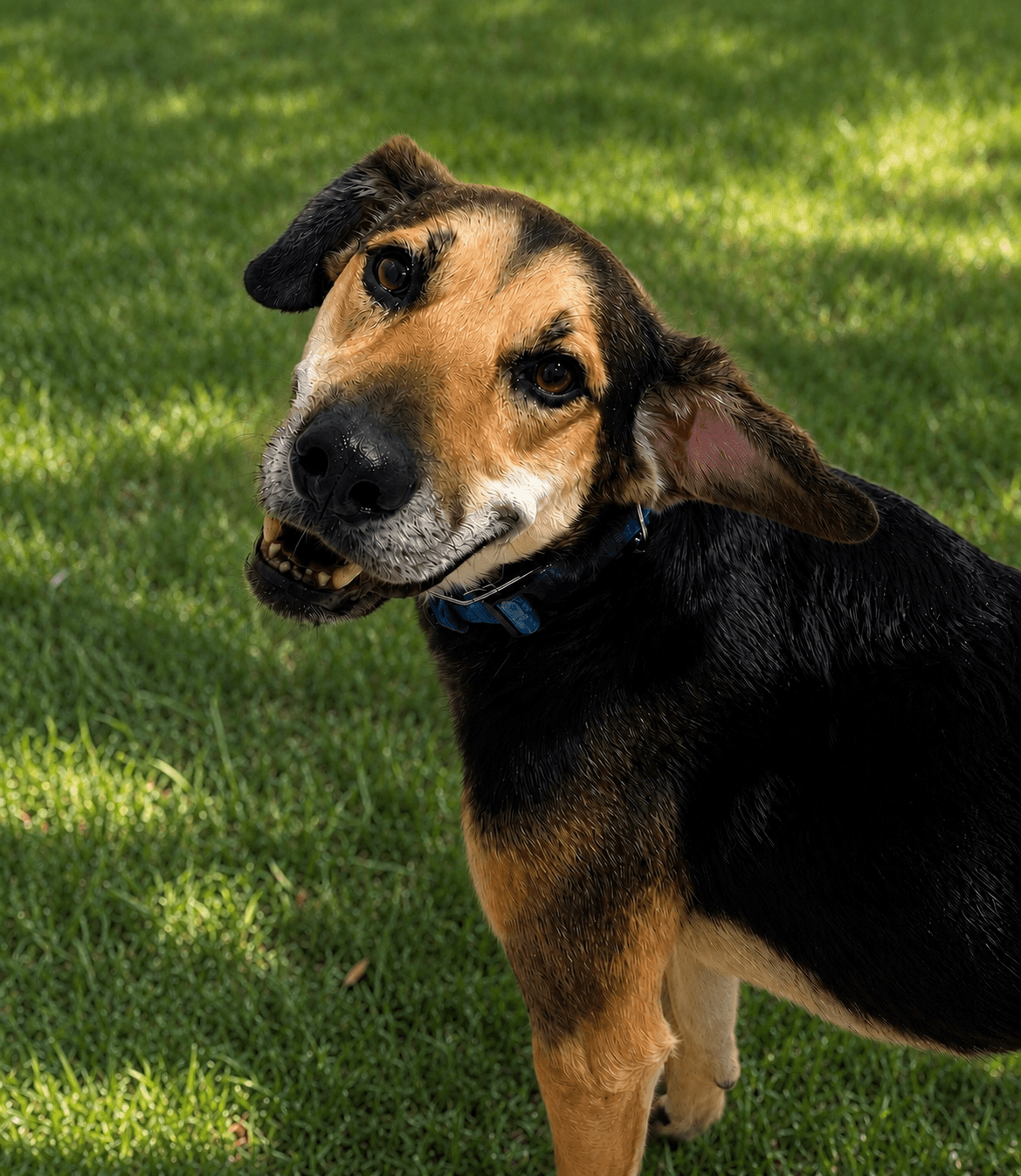 Fitz - German Shepherd Dog