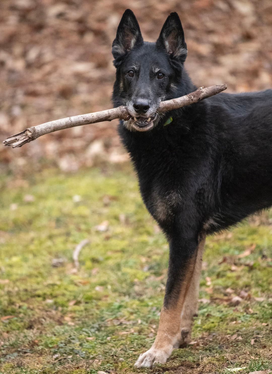 Rocco - German Shepherd Dog