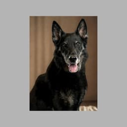 Rocco image 3