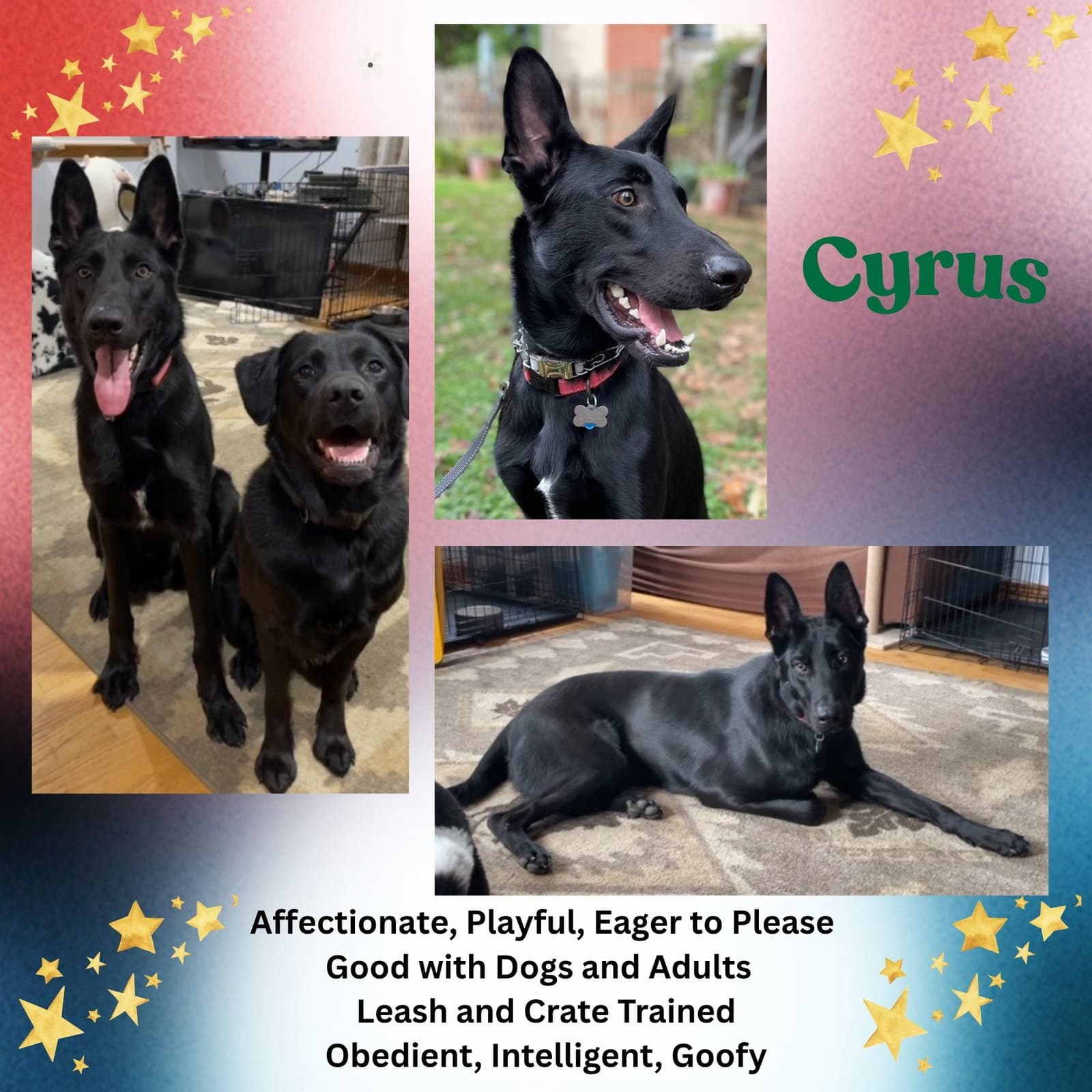 Cyrus - German Shepherd Dog