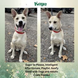 Kaya image 4