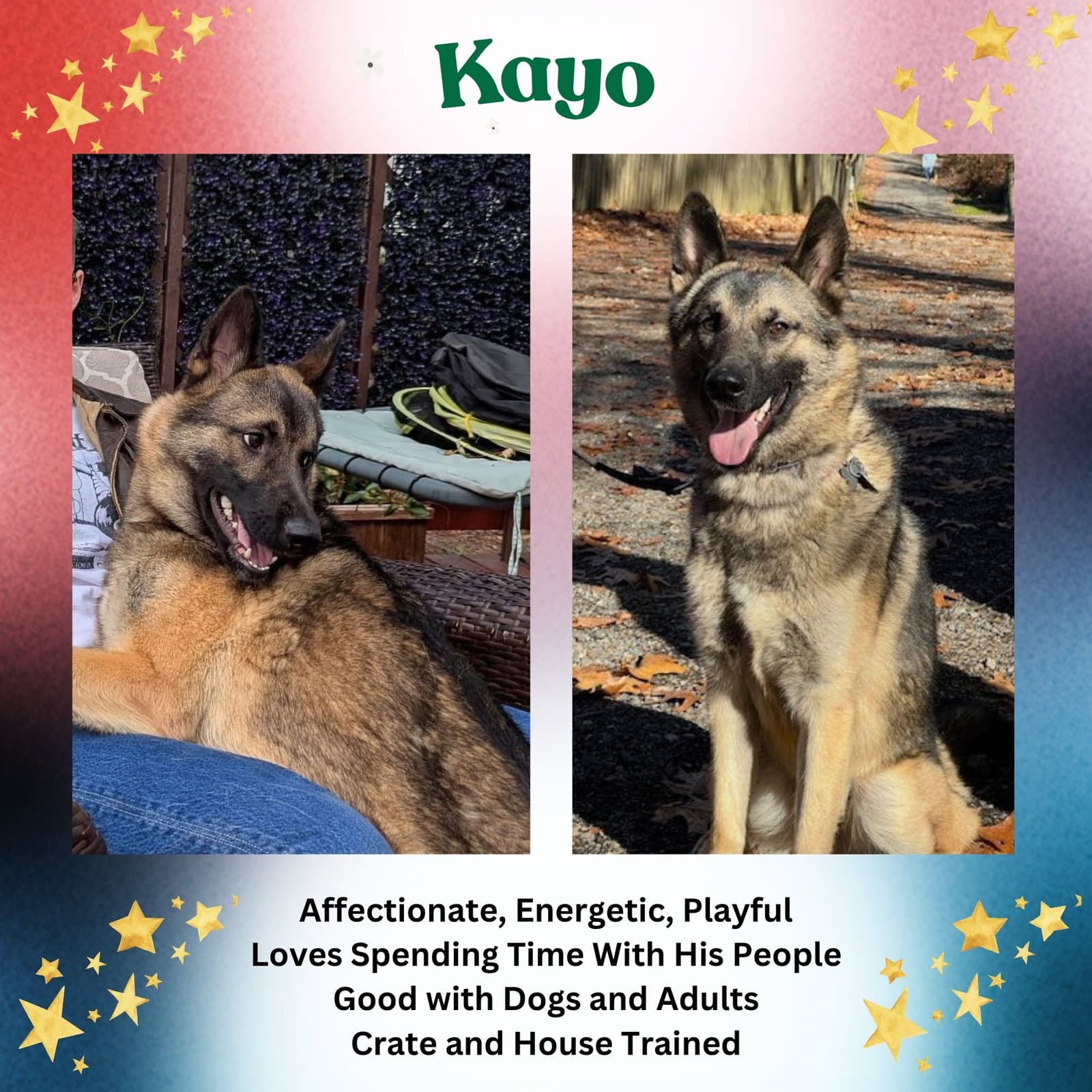 Kayo - German Shepherd Dog