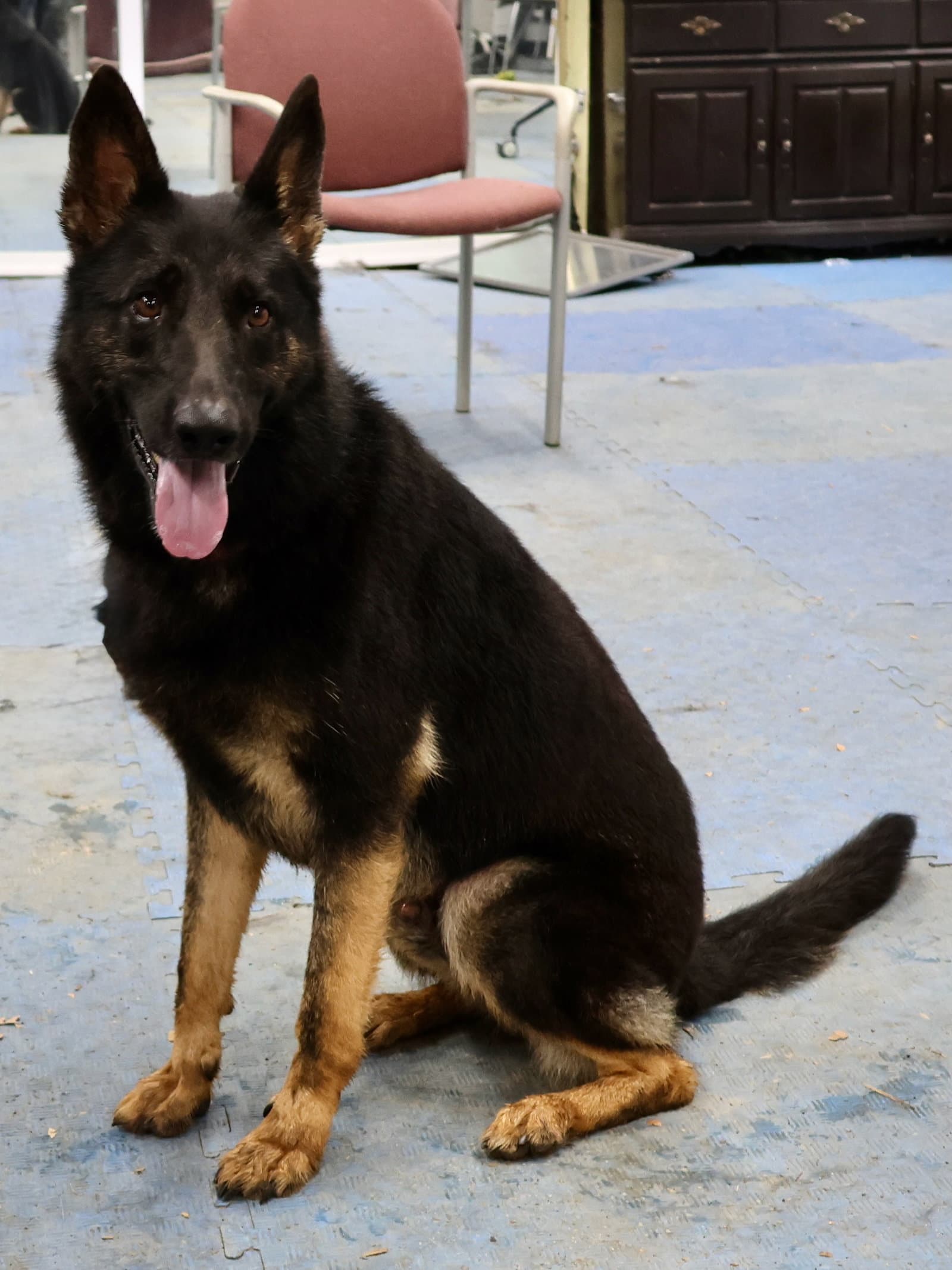 Berkeley - German Shepherd Dog