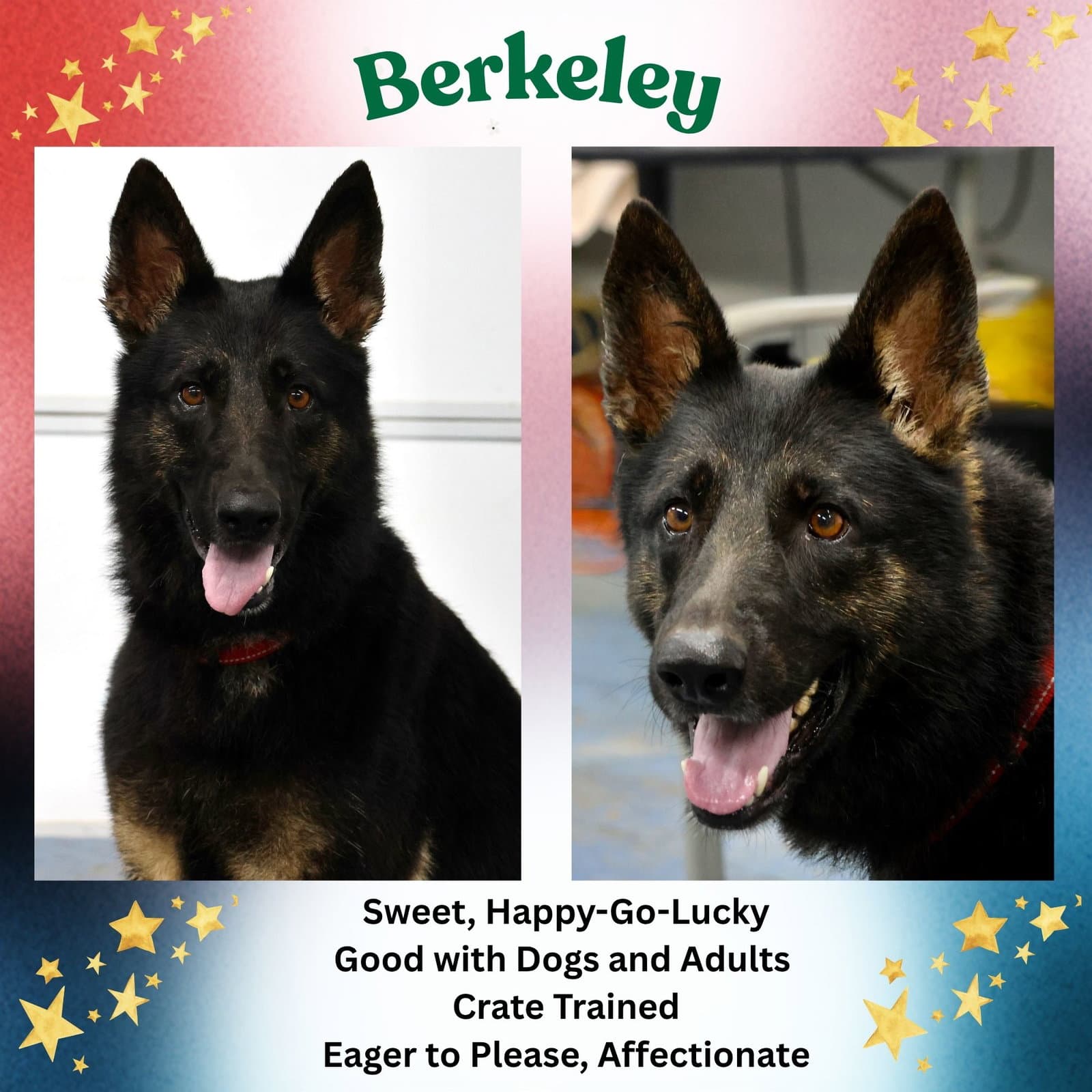 Berkeley - German Shepherd Dog