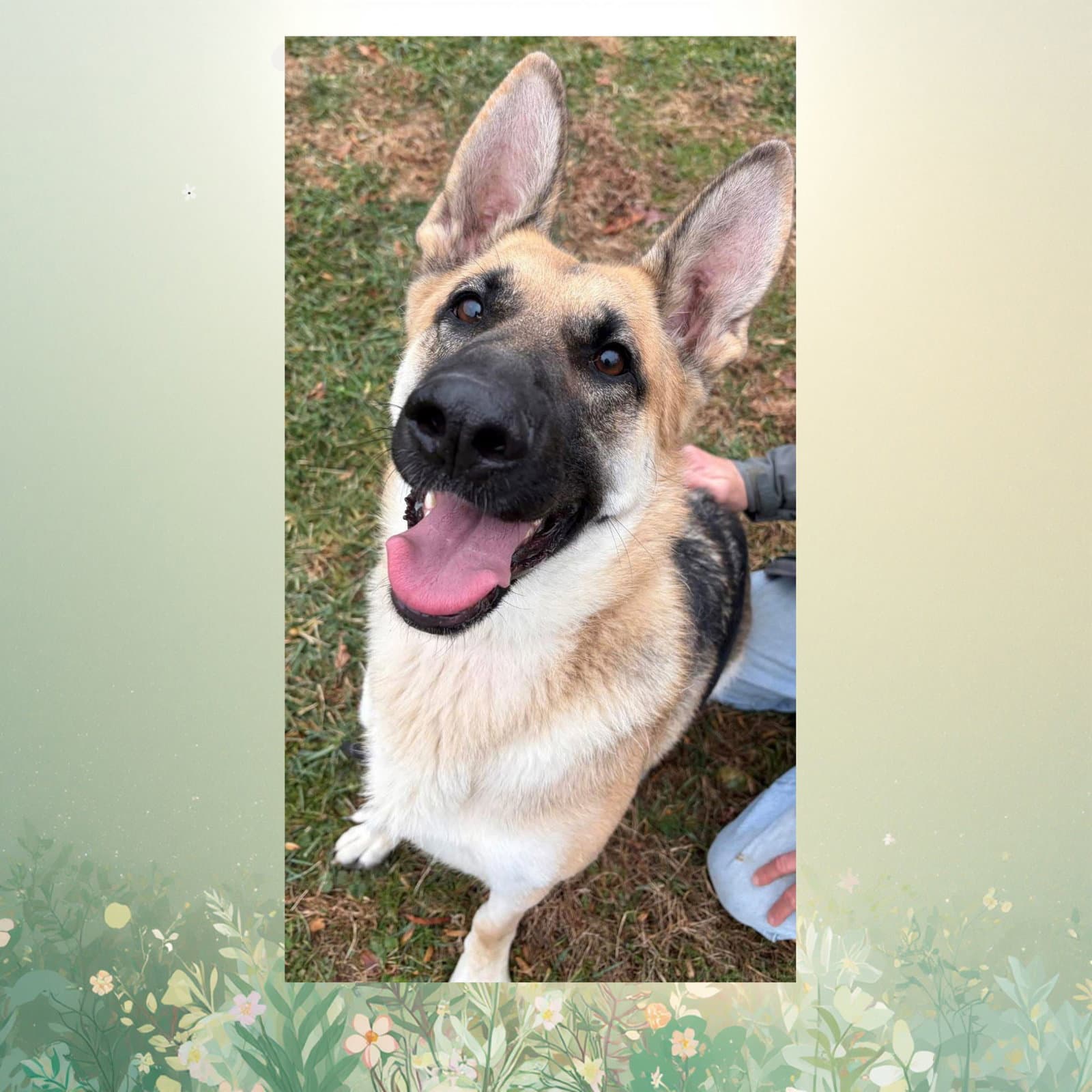 Melody - German Shepherd Dog