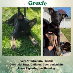 Gracie image 2