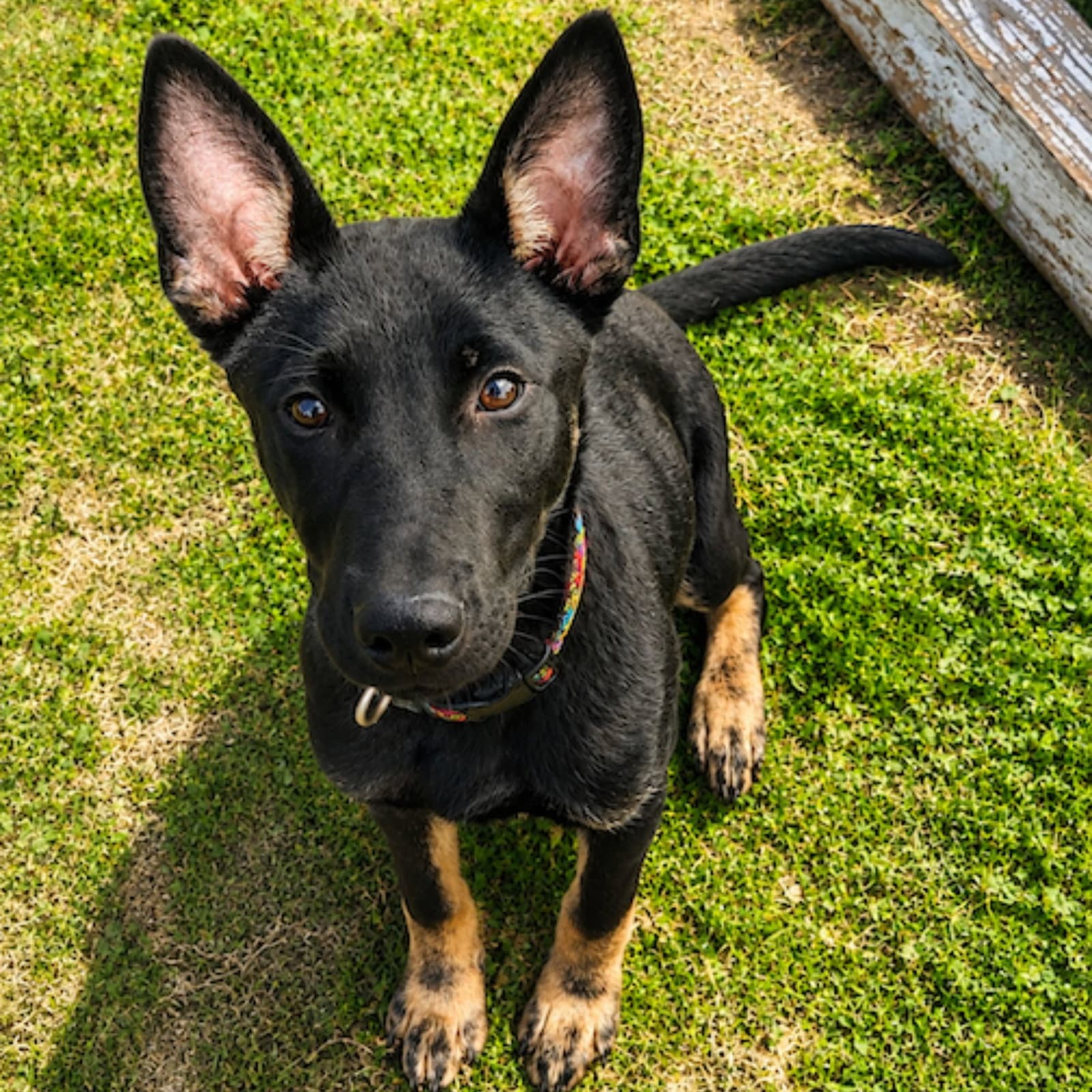 Gracie - German Shepherd Dog