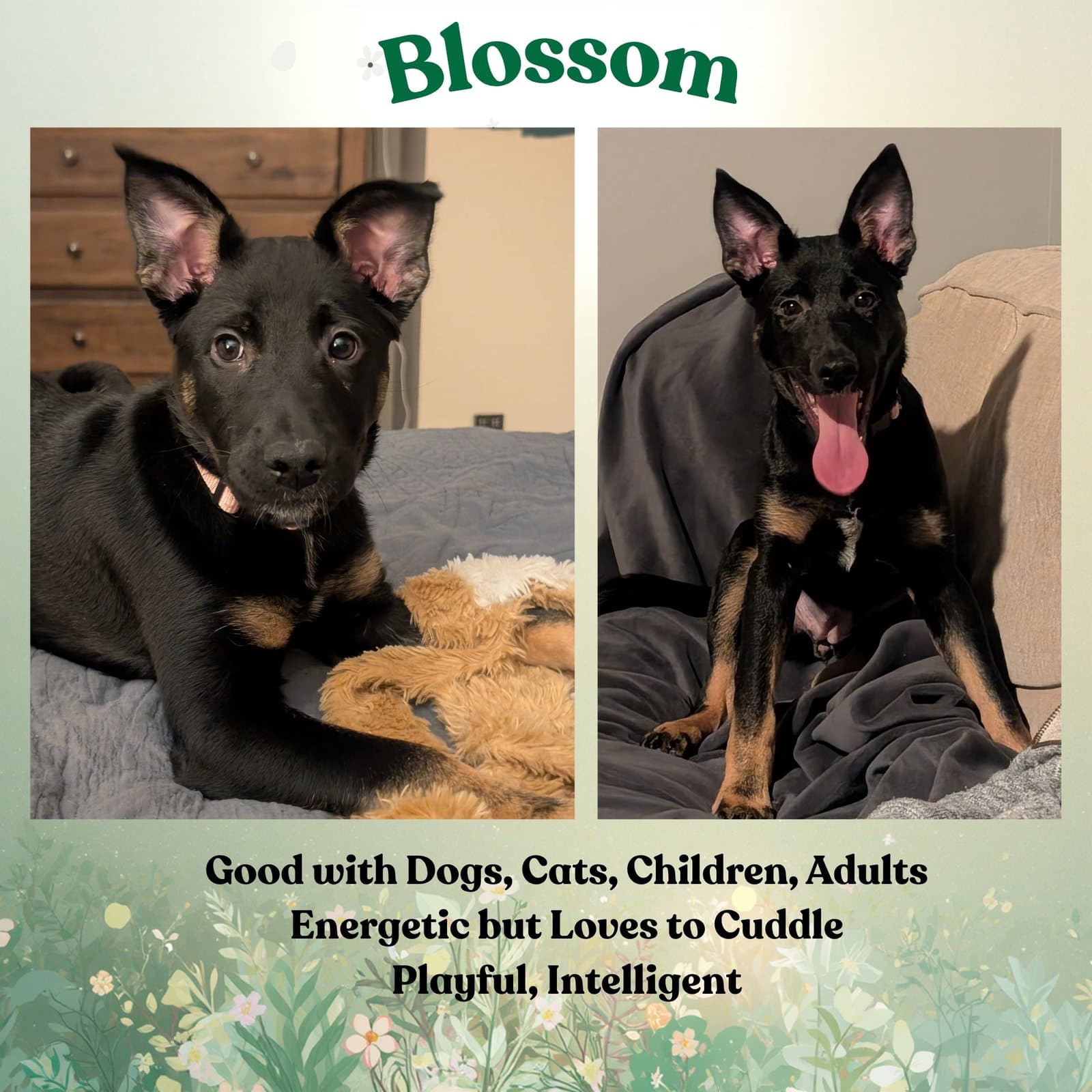 Blossom - German Shepherd Dog