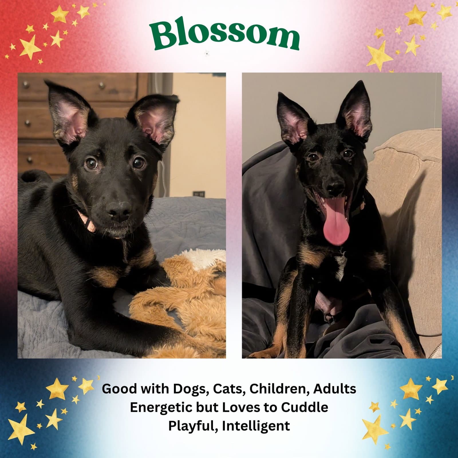 Blossom - German Shepherd Dog