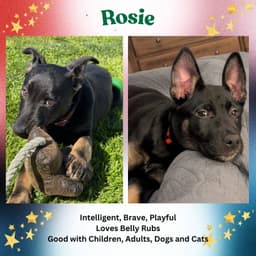 Rosie image 1