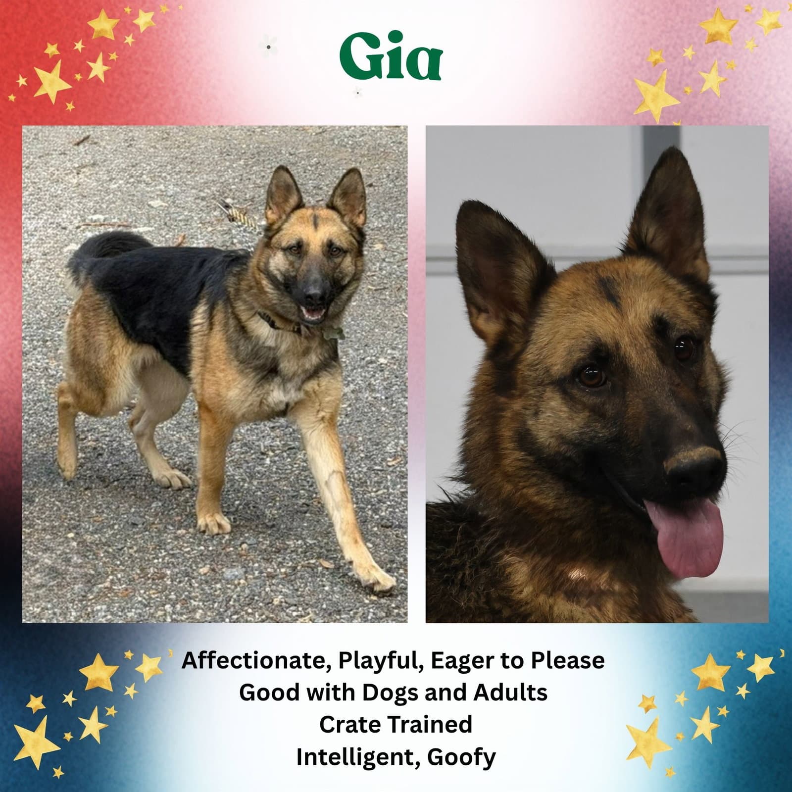 Gia - German Shepherd Dog