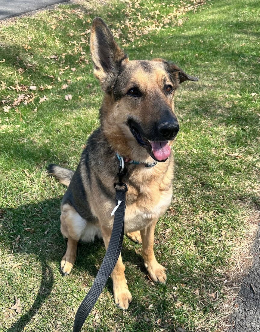 Nemo - German Shepherd Dog