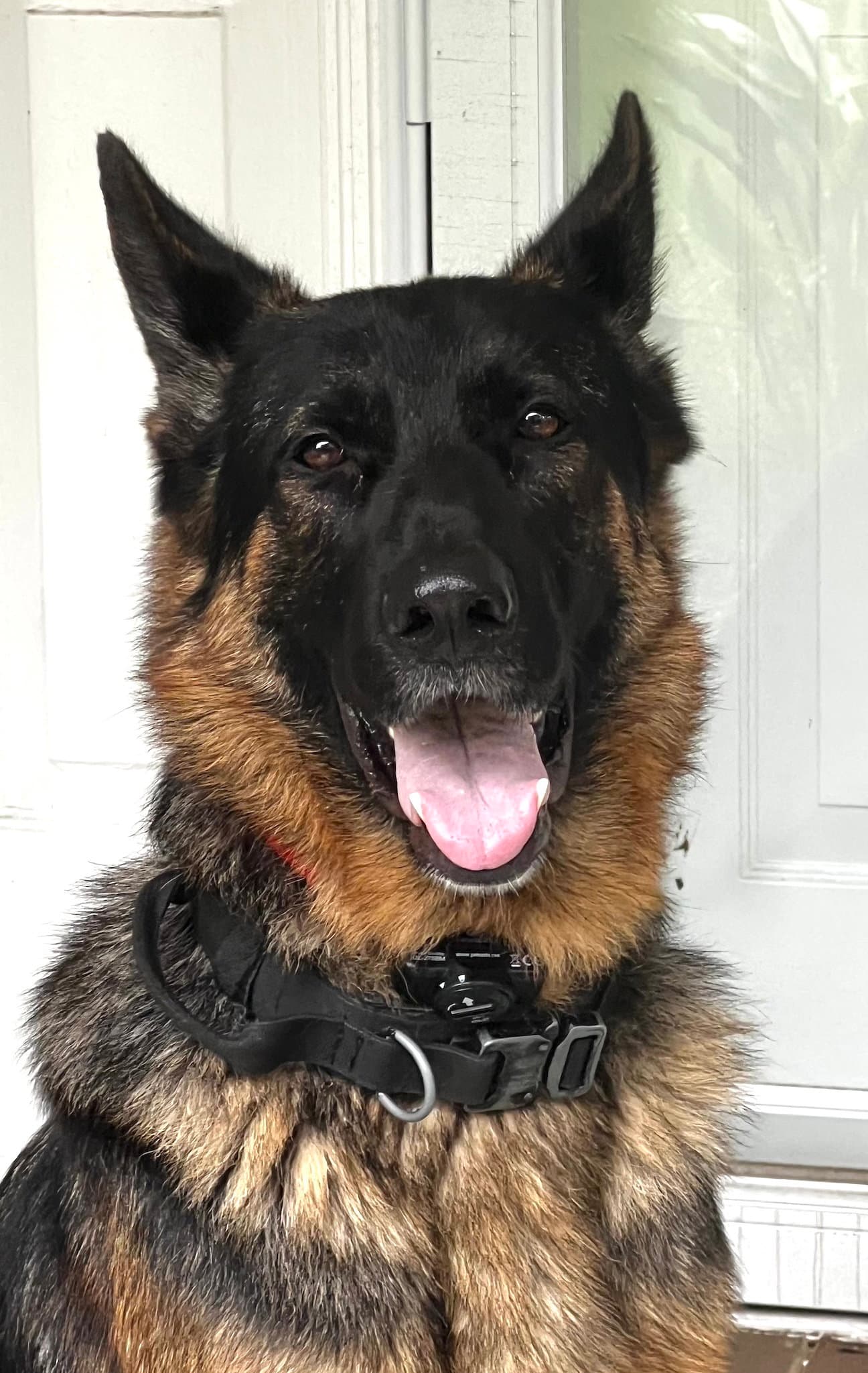 Rookie - German Shepherd Dog