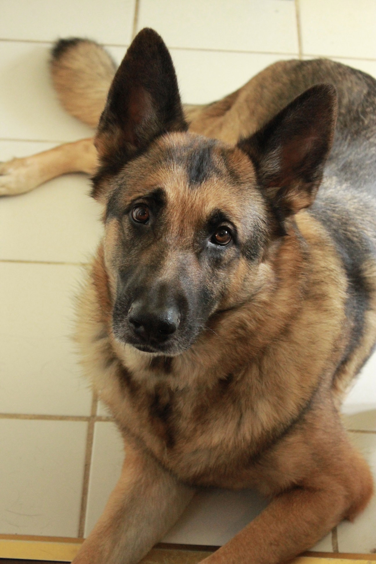 Sammy image 1