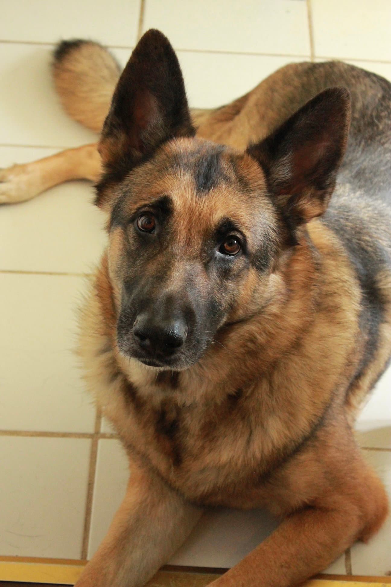 Sammy - German Shepherd Dog