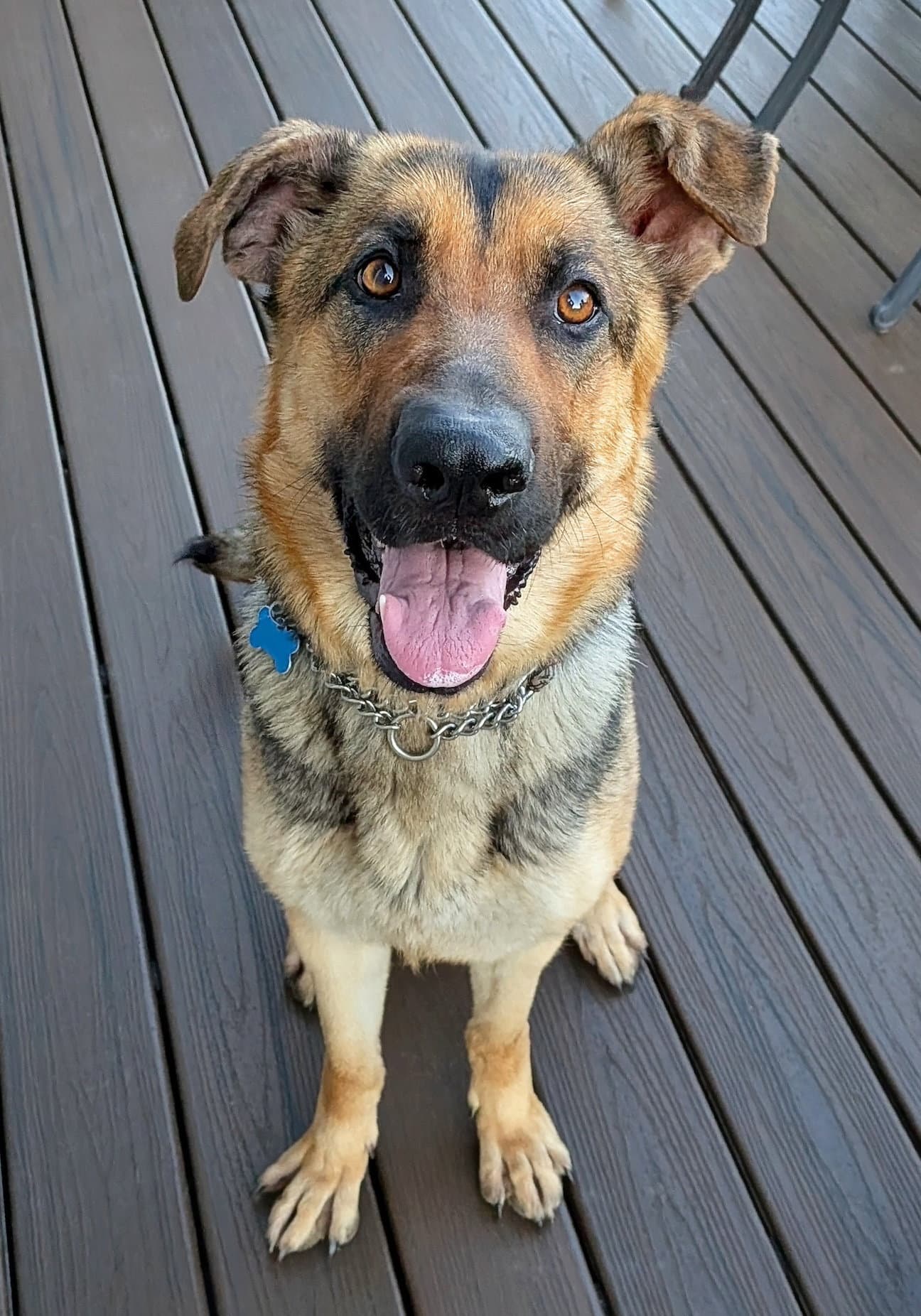 Luna - German Shepherd Dog