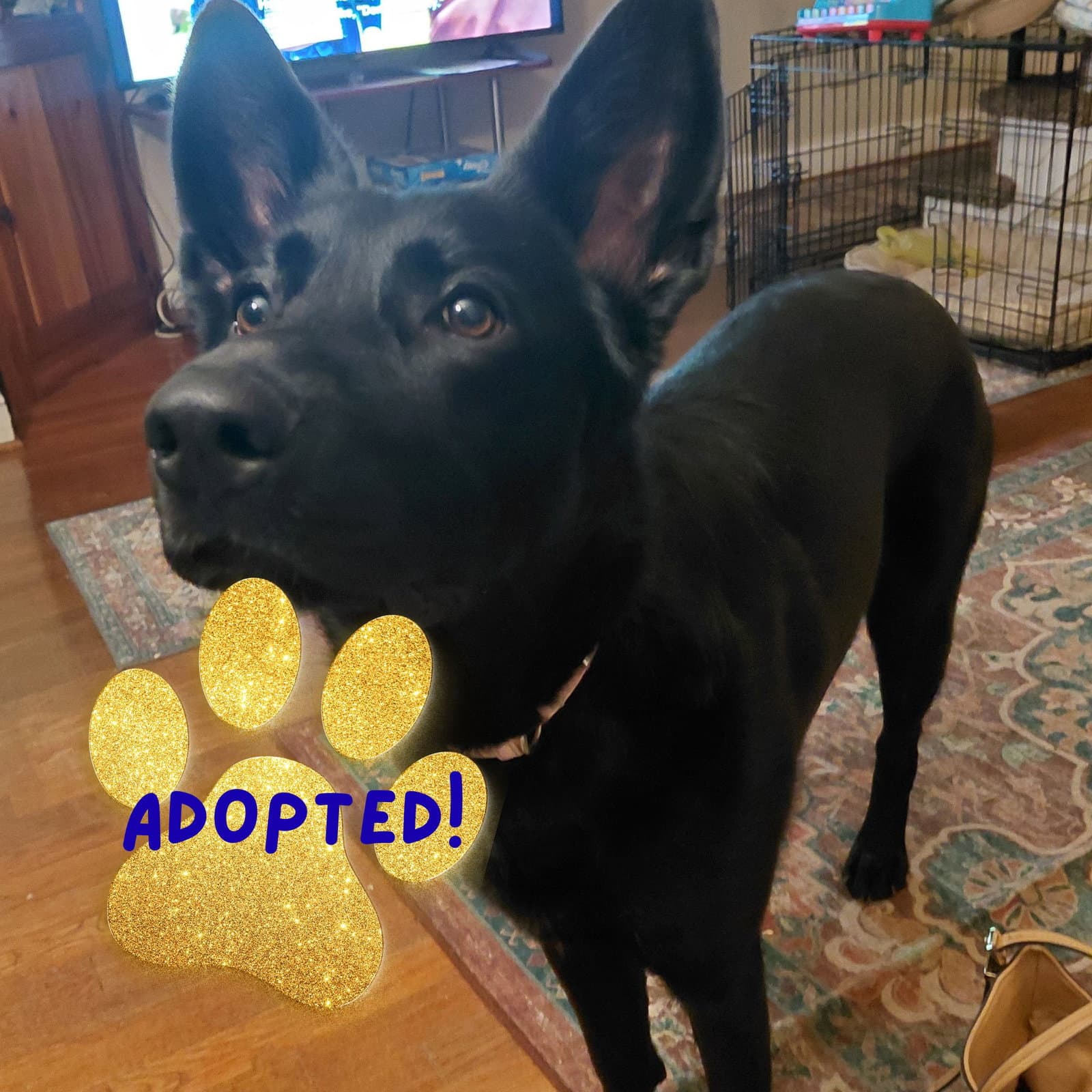 Raven - German Shepherd Dog