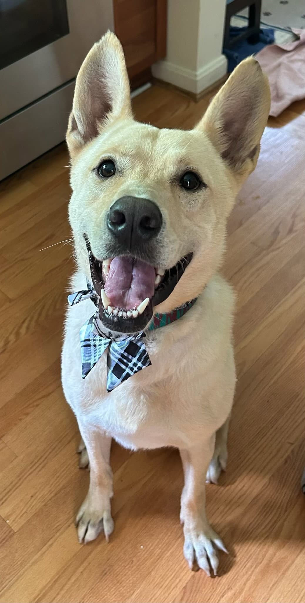Fritz - German Shepherd Dog