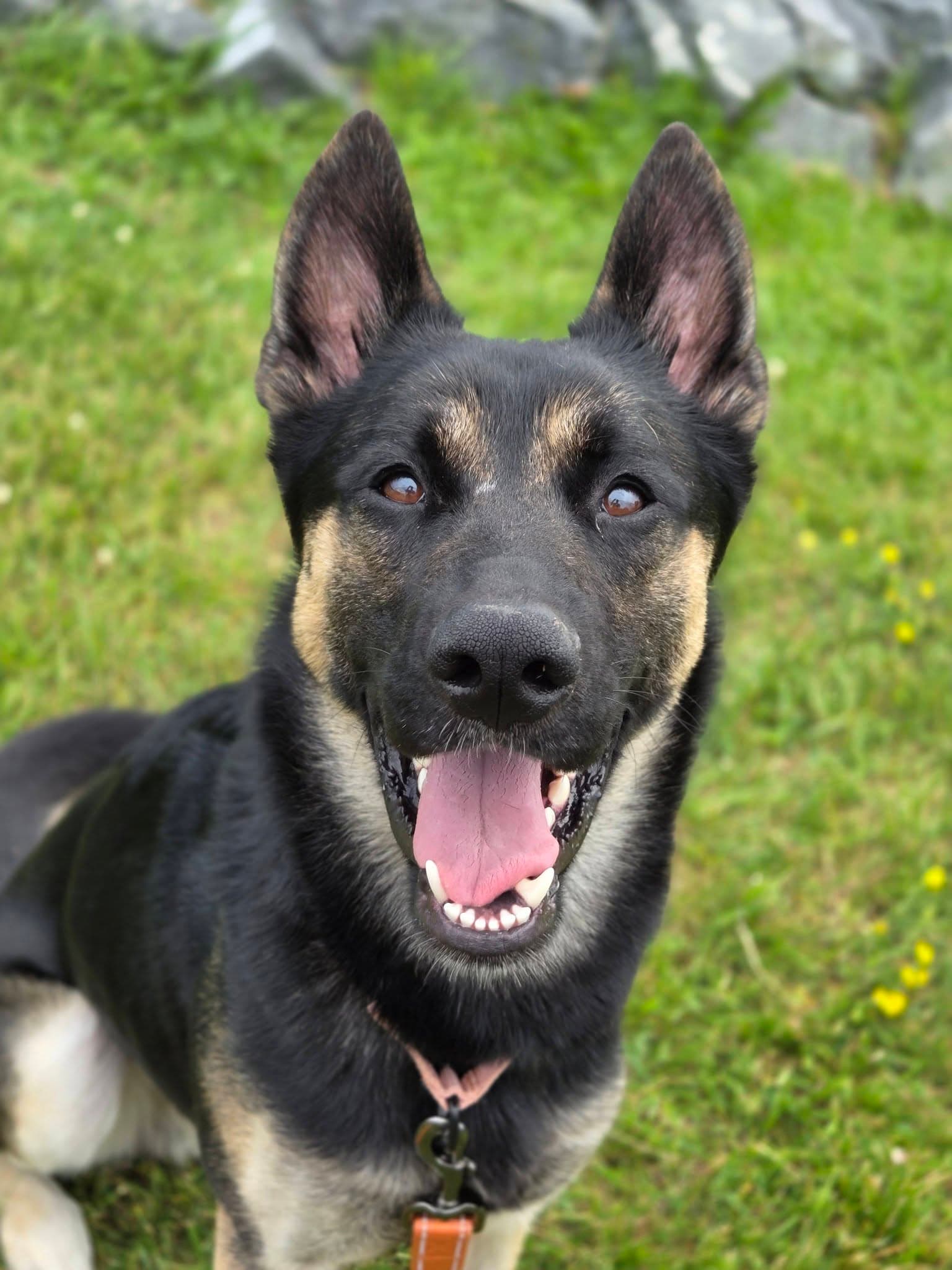 Excaliber - German Shepherd Dog