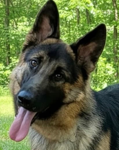 Marshall - German Shepherd Dog